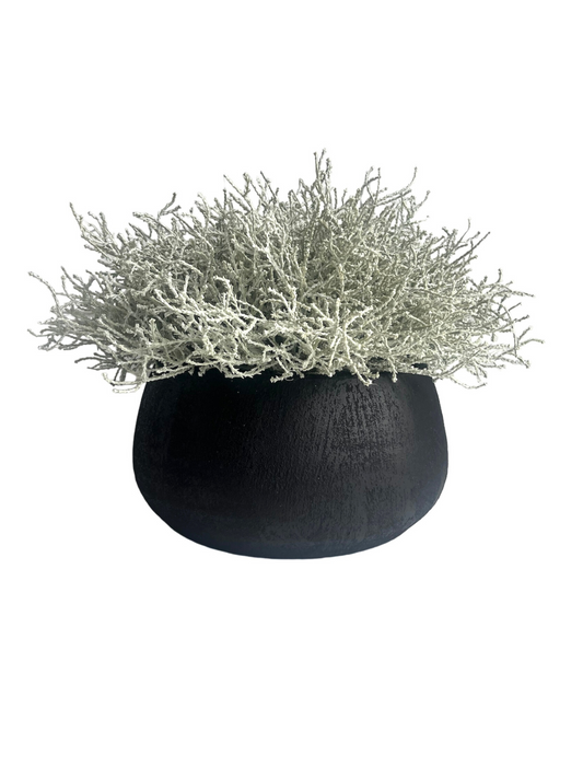 Silver/grey santolina set in a black melange terracotta planter.