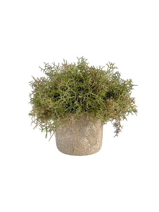 Muted green with a hint of brown artificial Spanish moss arranged in a rustic concrete pot.