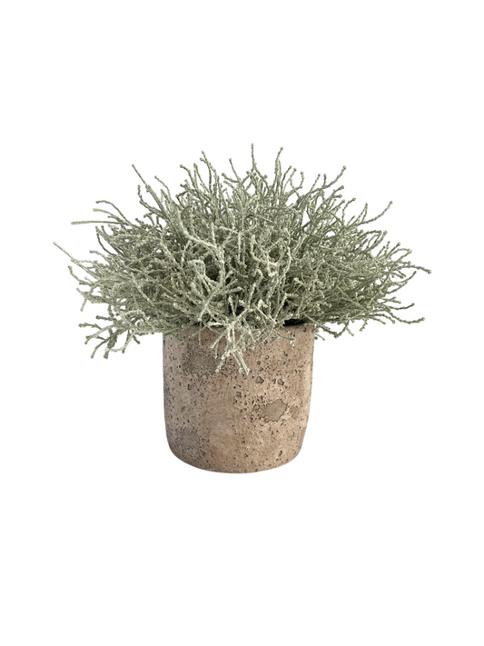 Silver/green artificial santolina set in a neutral coloured rustic style concrete pot.