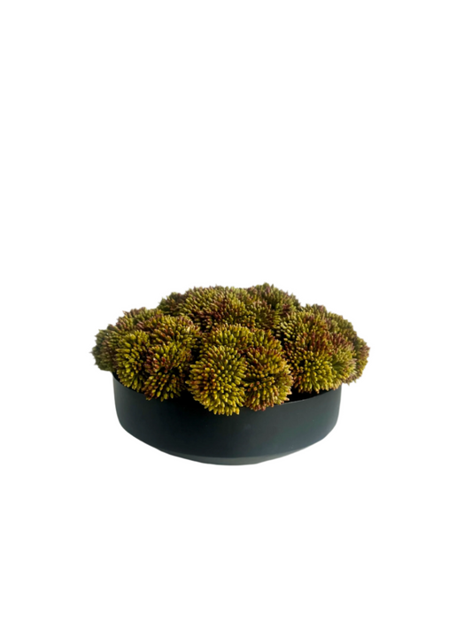 Rich green and burgundy artificial sedum set in a black mango wood bowl planter.