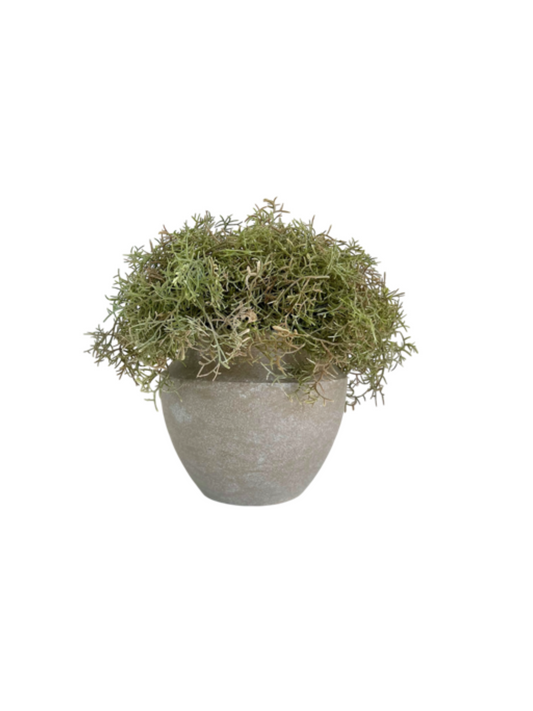 Green/brown spanish moss displayed in a rustic style urn planter.