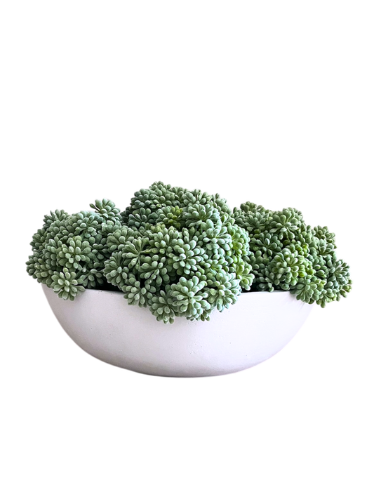 Sedum in a concrete bowl planter