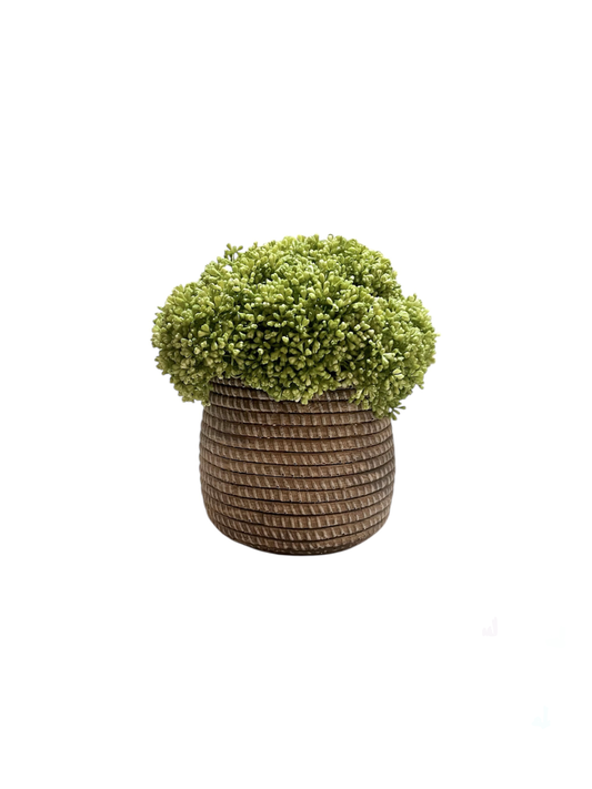 Skimmia in a rattan effect ceramic pot
