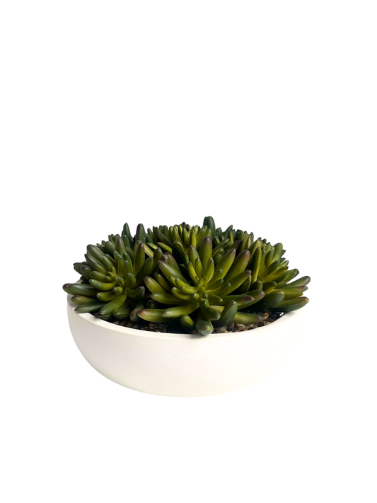 Agave succulents in eco resin bowl planter