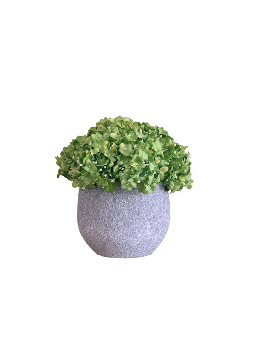 Viburnum in rustic grey pot