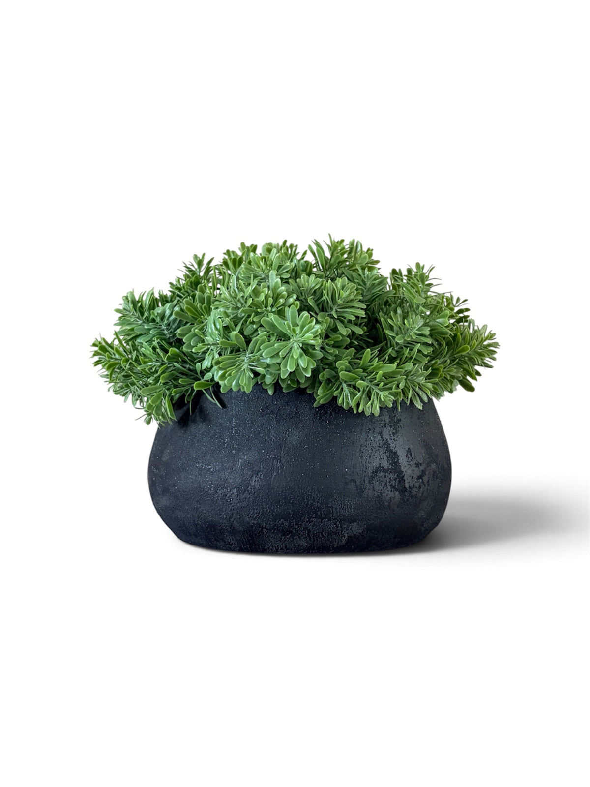 Crossestephium arranged in a black melange bowl planter