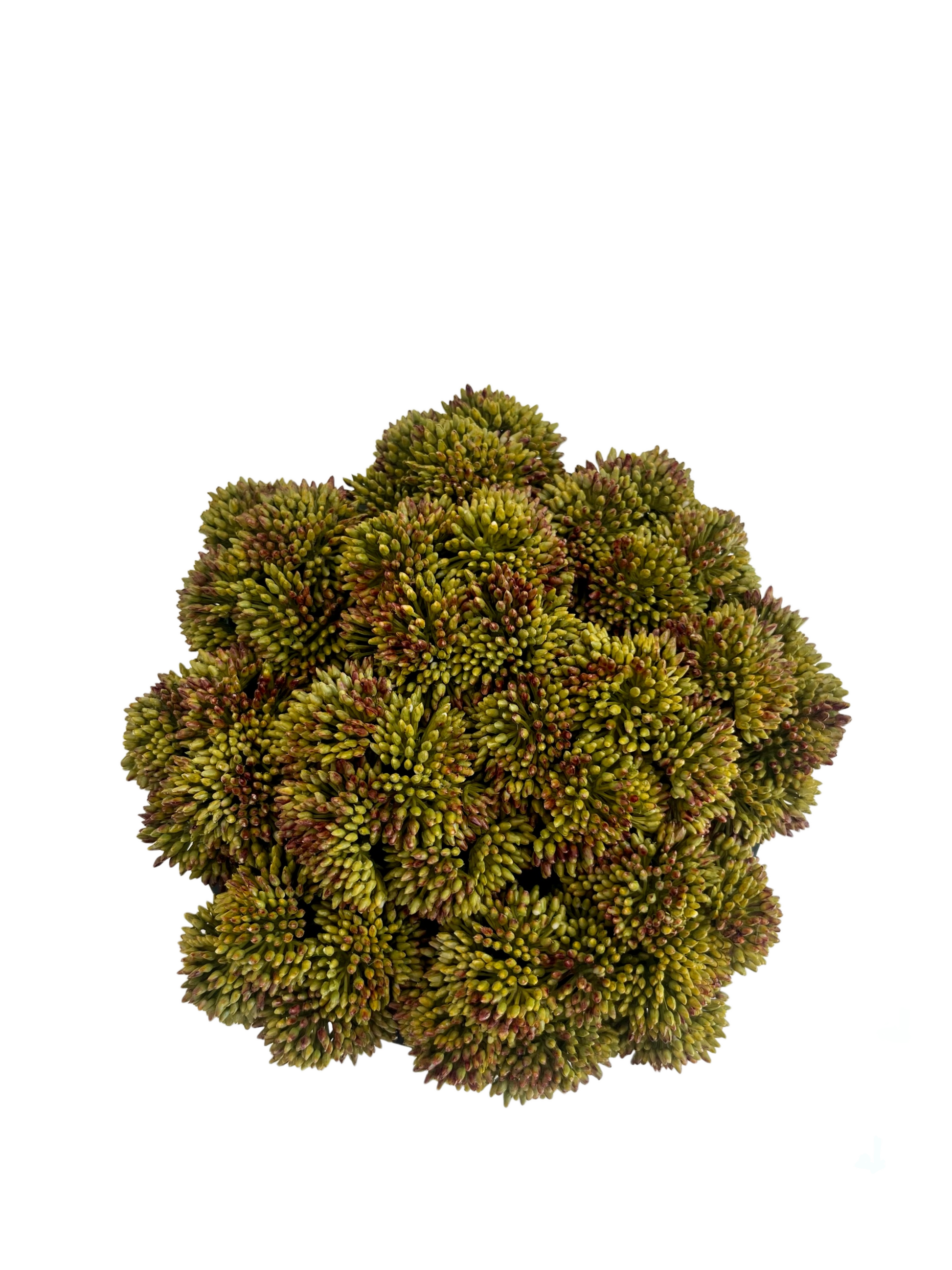 Rich green and burgundy artificial sedum set in a black mango wood bowl planter