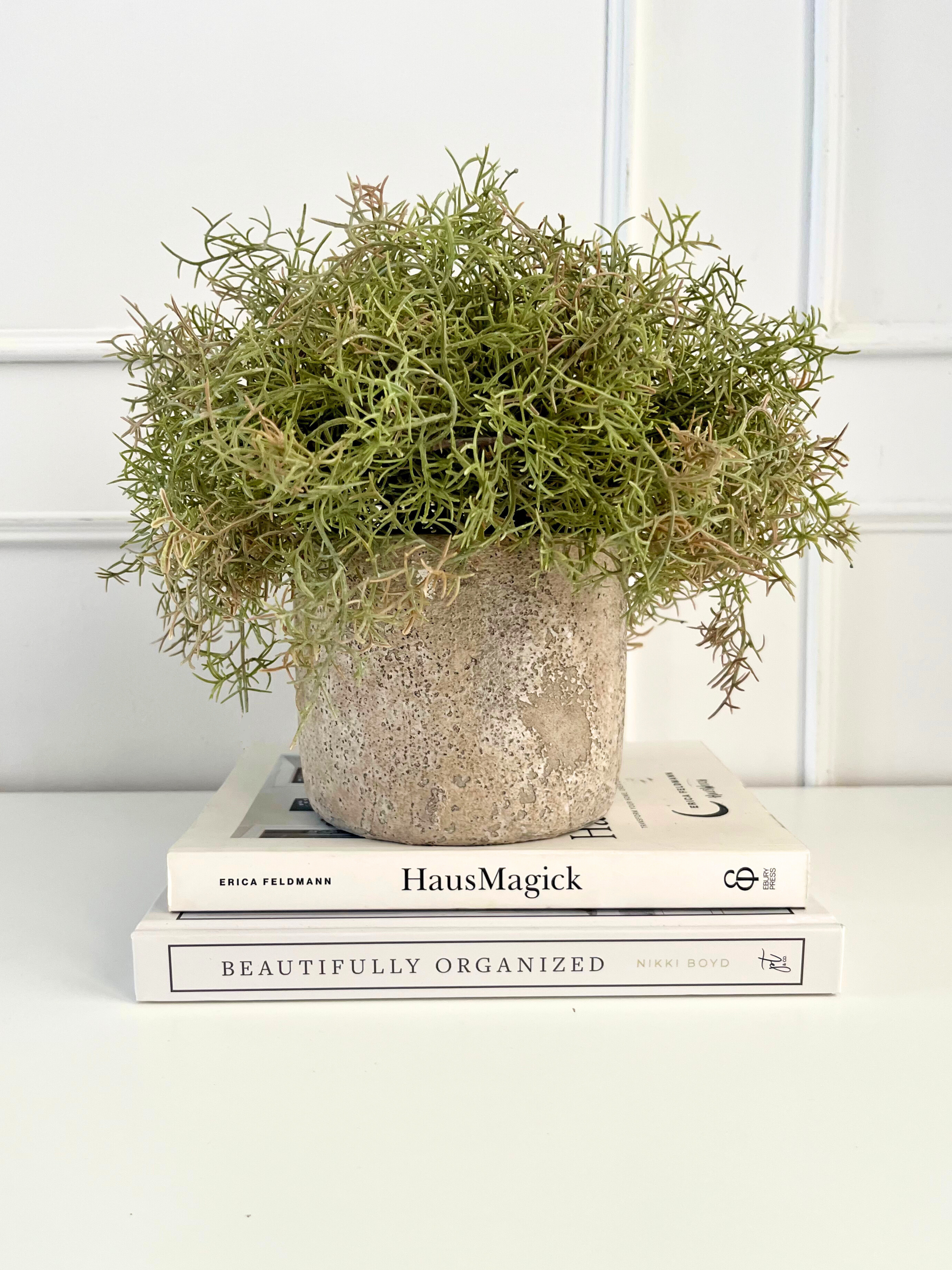 spanish moss for potted plants Spanish moss in a rustic concrete pot – Grace & Green Decor