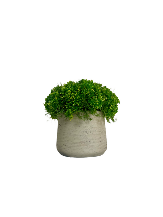 Vibrant green elderflower with tiny yellow buds set in a tapered cement pot.