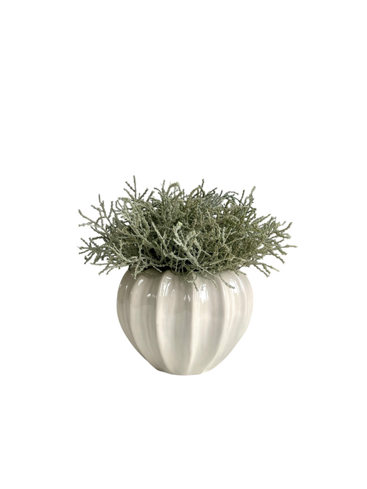 Santolina in a glazed urchin vase