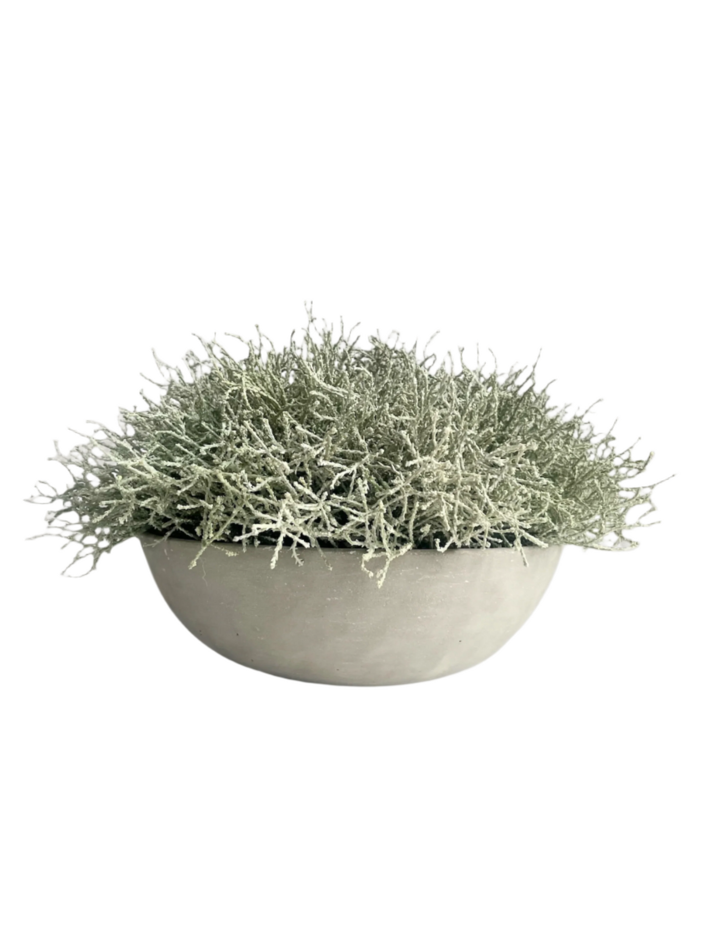 Light grey artificial santolina set in a concrete bowl planter.