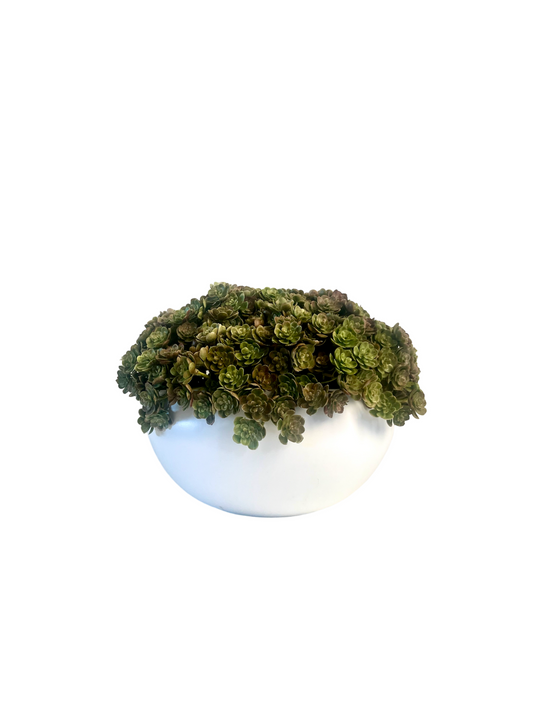 Fresh green artificial mini echeveria set in a matt white ceramic bowl planter.