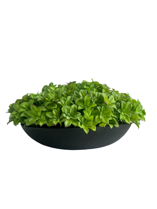 Vibrant green artificial succulents arranged in a black mango wood bowl planter.