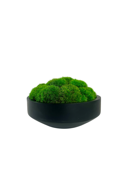 Lush green soft pillow moss displayed in a black mango wood bowl planter.