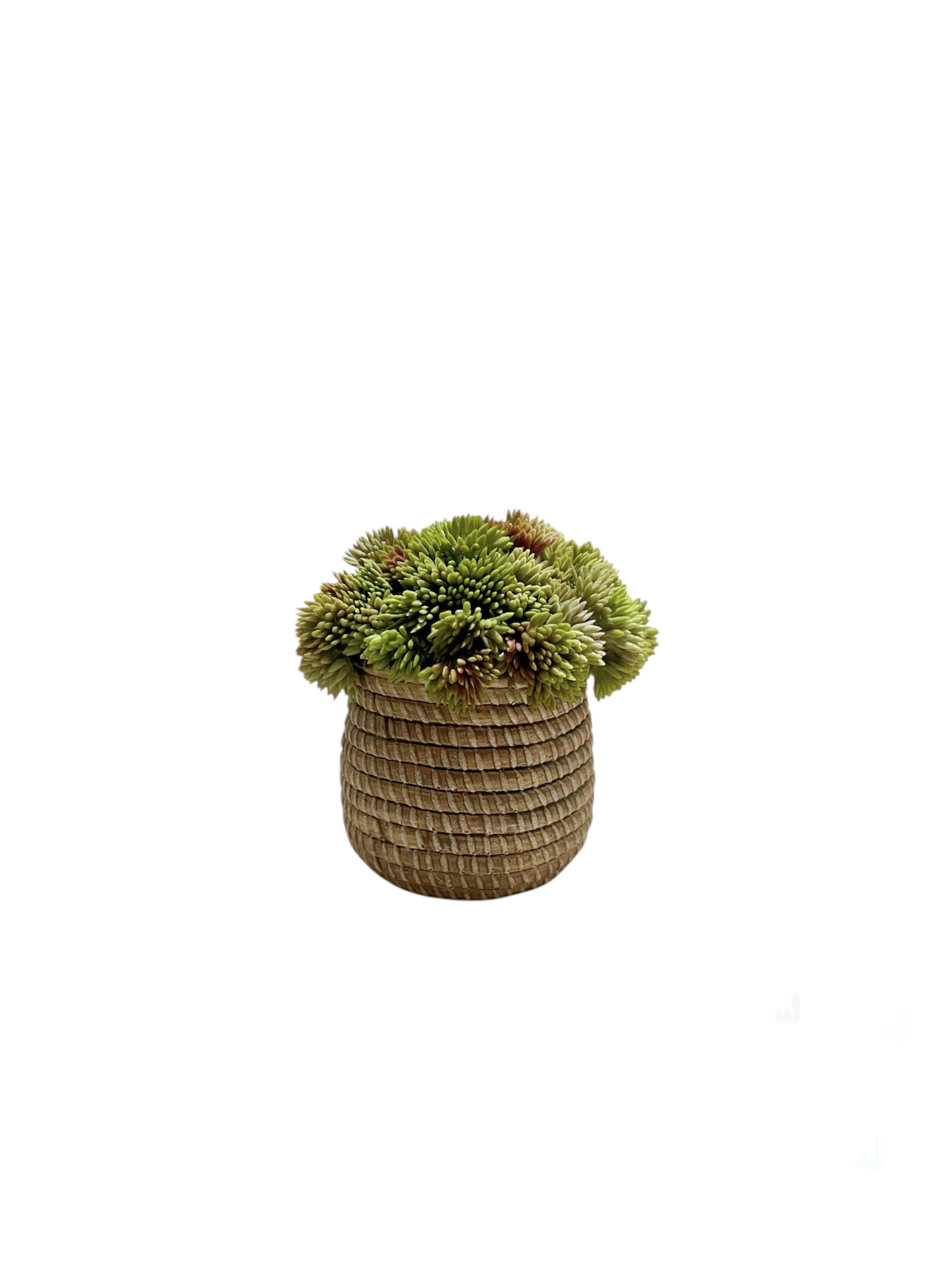 Soft green artificial angelica set in a rattan effect ceramic planter.