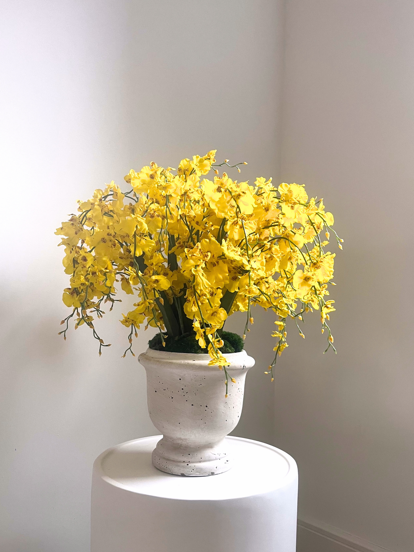 vibrant yellow artificial dancing orchids set in lush green preserved moss in a aged effect white ceramic urn displayed on a white stone table.