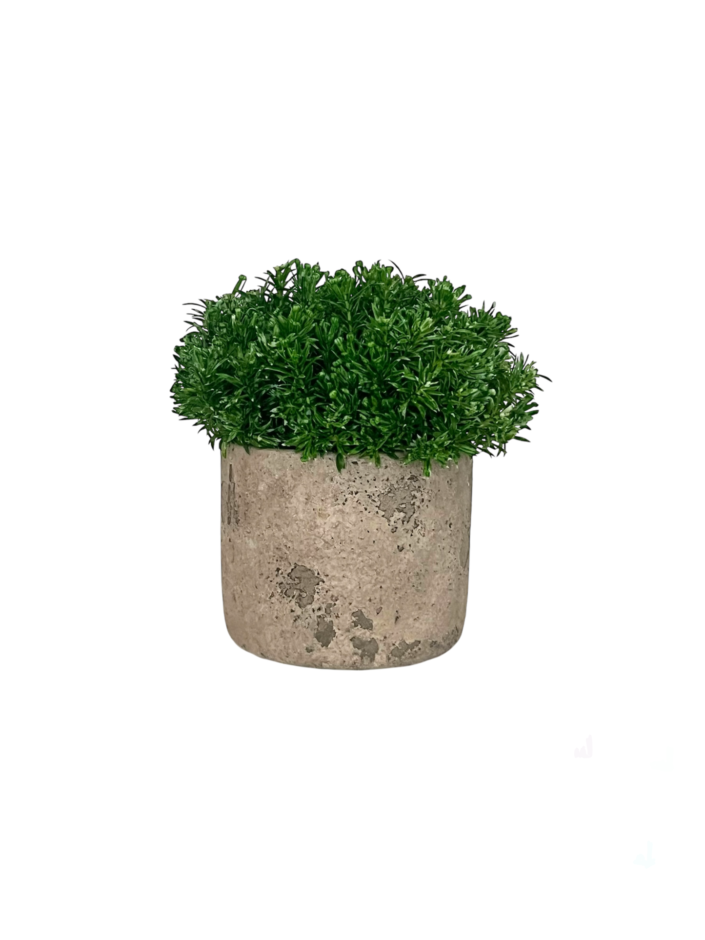 lush green artificial
 senecio set in a rustic concrete pot