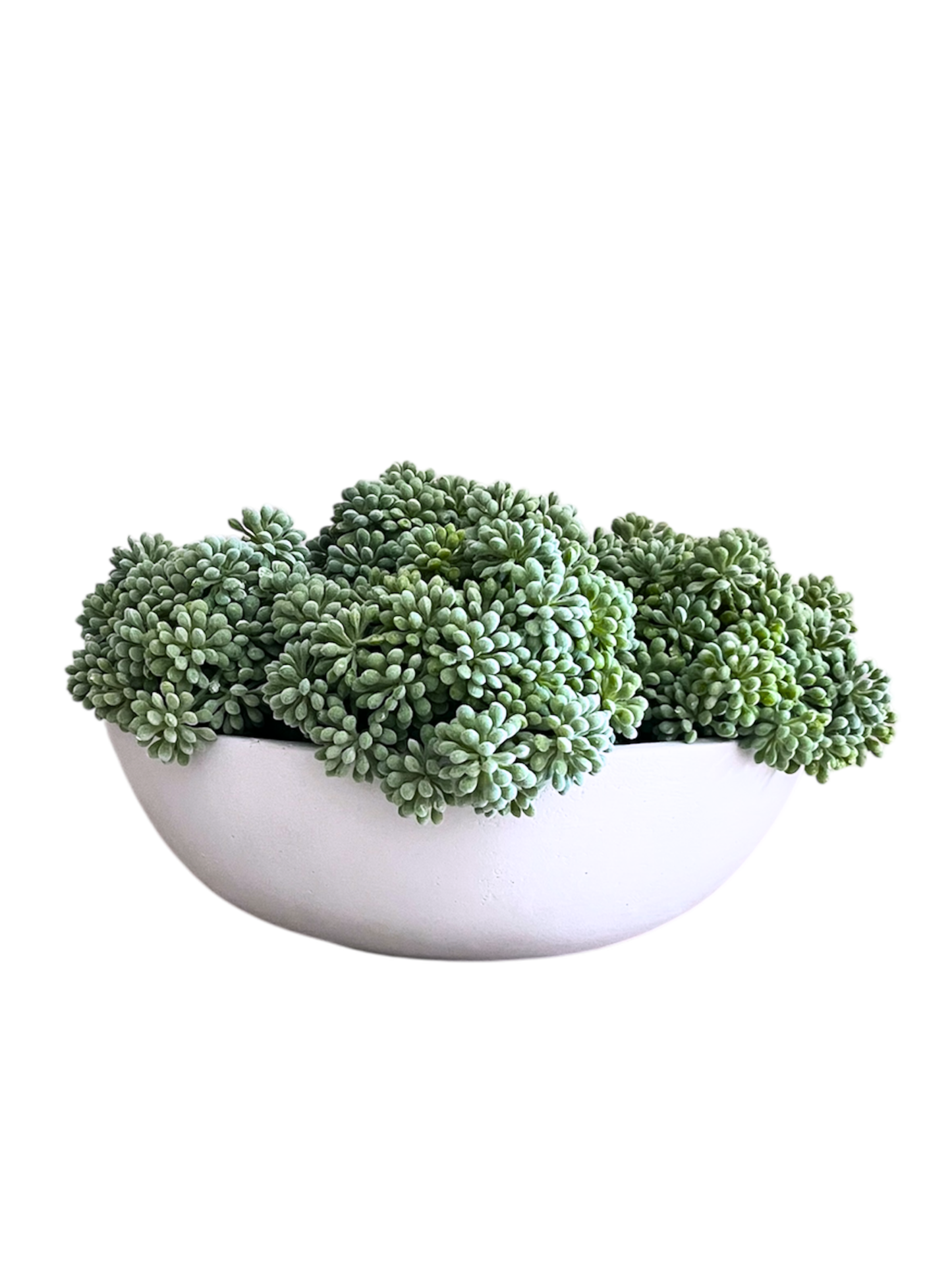 Sedum in a concrete bowl planter