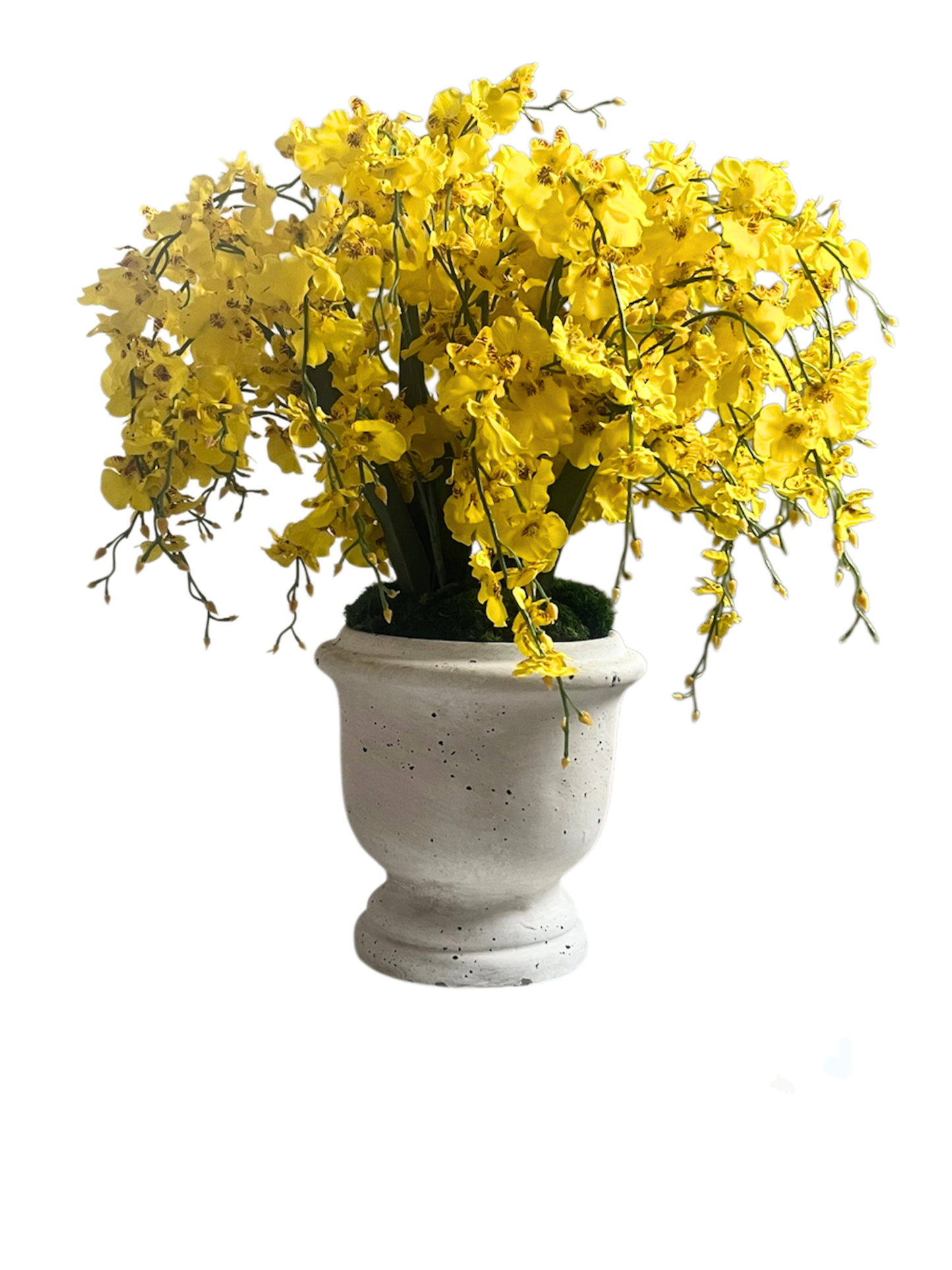 vibrant yellow artificial dancing orchids set in lush green preserved moss in a aged effect white ceramic urn. Beautiful lifelike blooms - ensuring year round beauty without the maintenance.