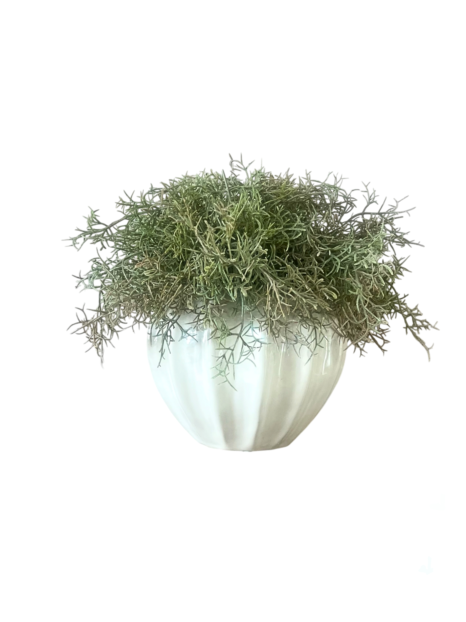 muted green artificial Spanish moss set in a glazed cream vase.