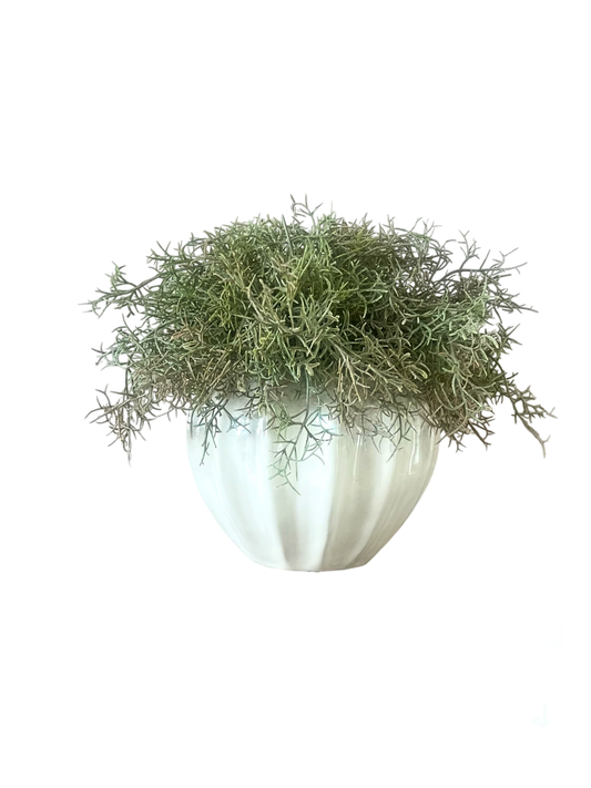 muted green artificial Spanish moss set in a glazed cream vase.