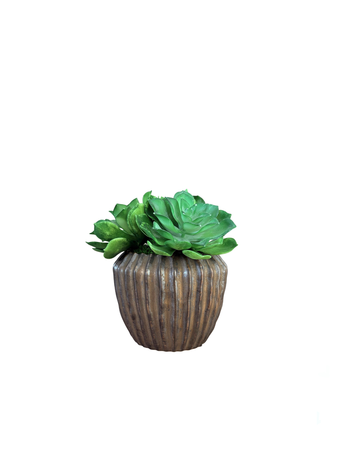 Echeveria in antique bronze ridged pot