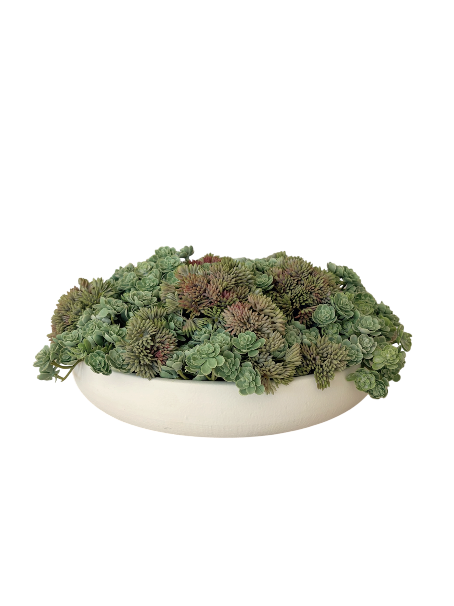A white ceramic bowl planter brimming with soft green artificial mini echeveria and angelica.